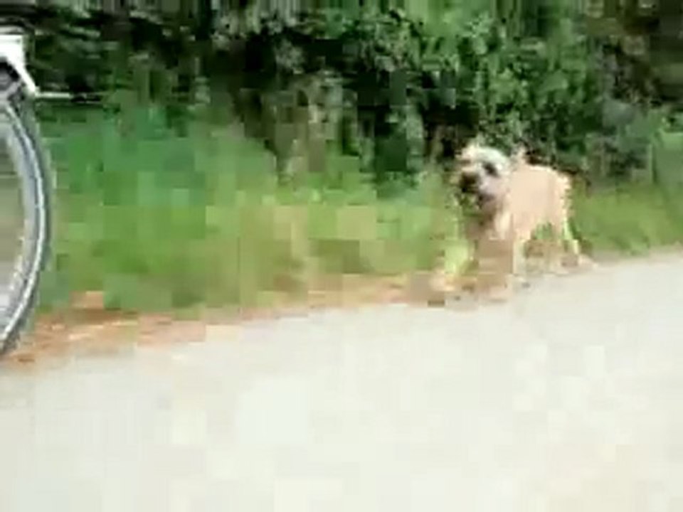 YouTube- BORDER TERRIER on the run having a GOOD TIME
