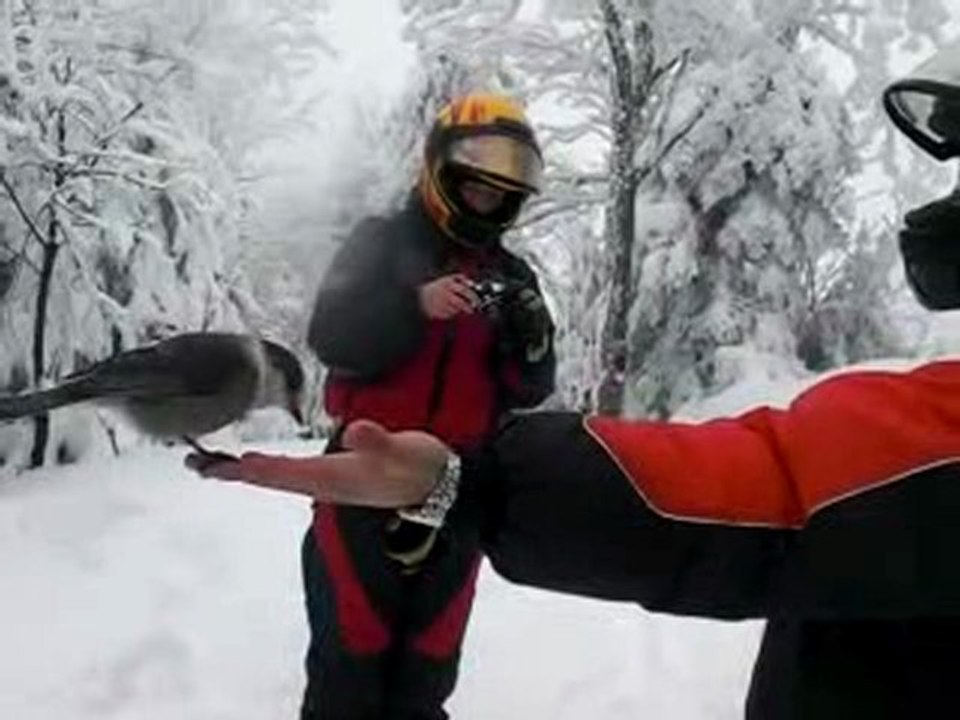 Montagne noire oiseaux  (TOP)