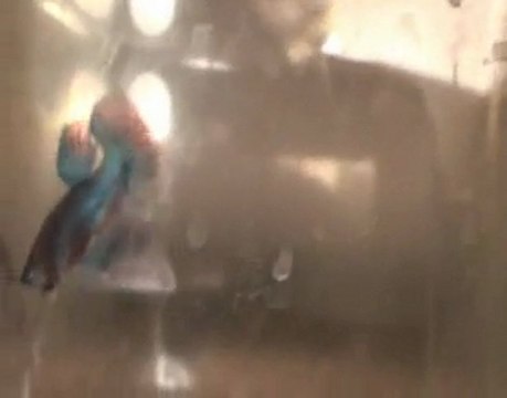 Betta splendens bleu/jaune souche X/Suporn 16 10 10.