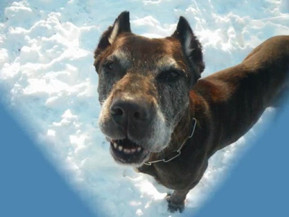 Dans le parc au refuge des Amis des Bêtes à Aix les Bains.