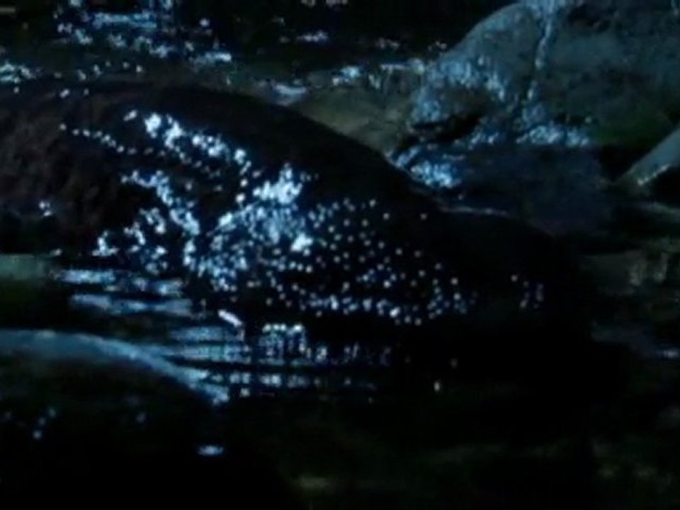§-§-§ - COA NE