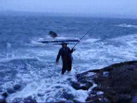 GELİBOLU DA ÇİNEKOP AVI