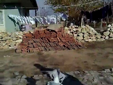 Ortaköy/AKSARAY halil oyun kuşları 68400 yeni çekim