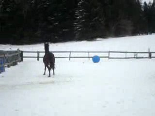 UN CHEVAL OU UN CHIEN ???