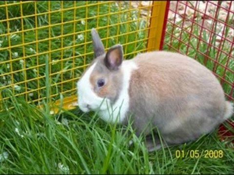 Lapins des membres d'humour lapin (version corrigée)