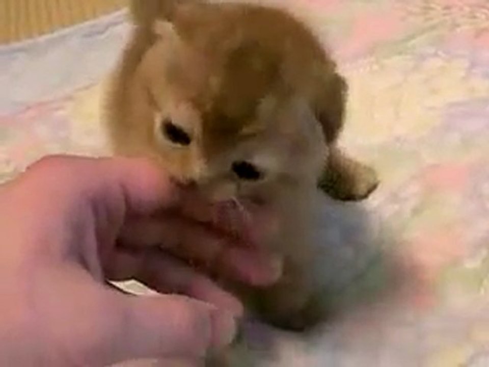 Kedi