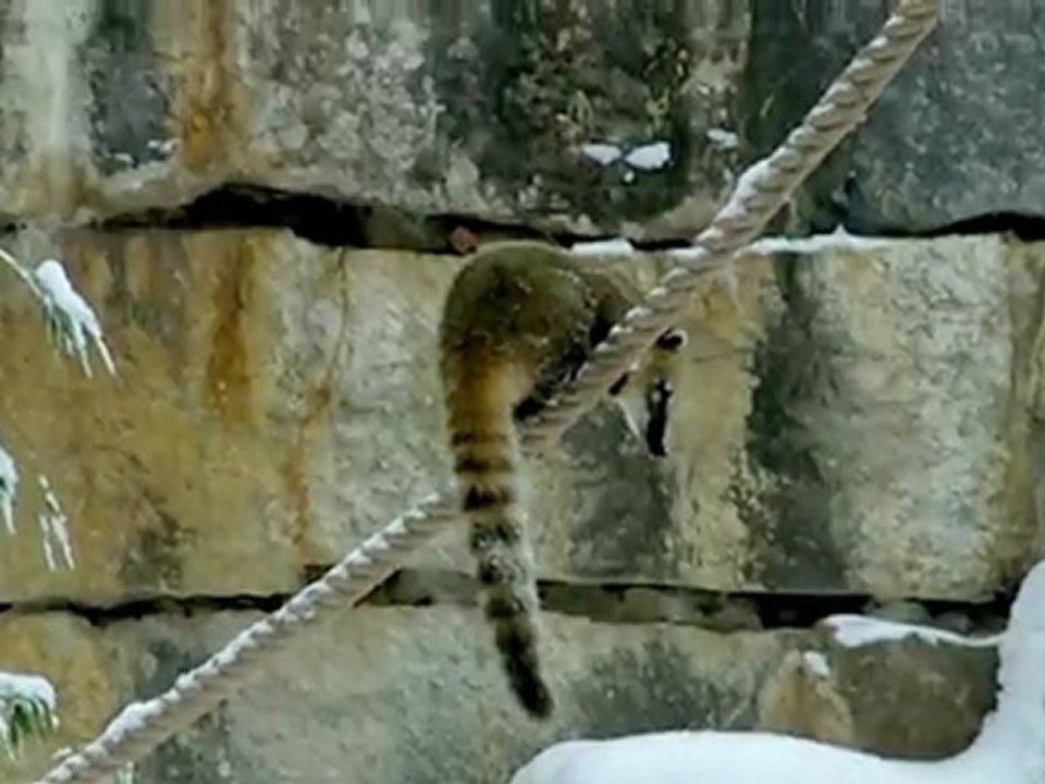 Neige au parc