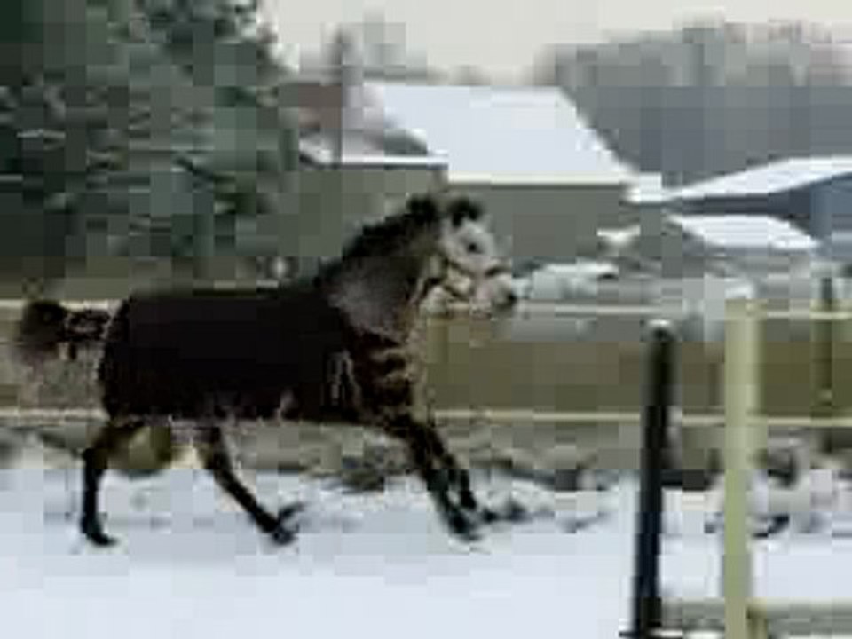 icy dans la neige