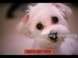 Professional Perth Dog Groomer - Shag Grooming