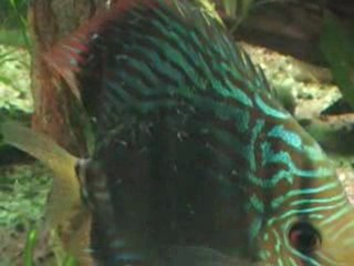 Discus reproduction suite