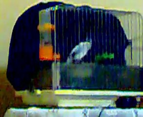 BÜLBÜL ÖTÜMLÜ KANARYAM