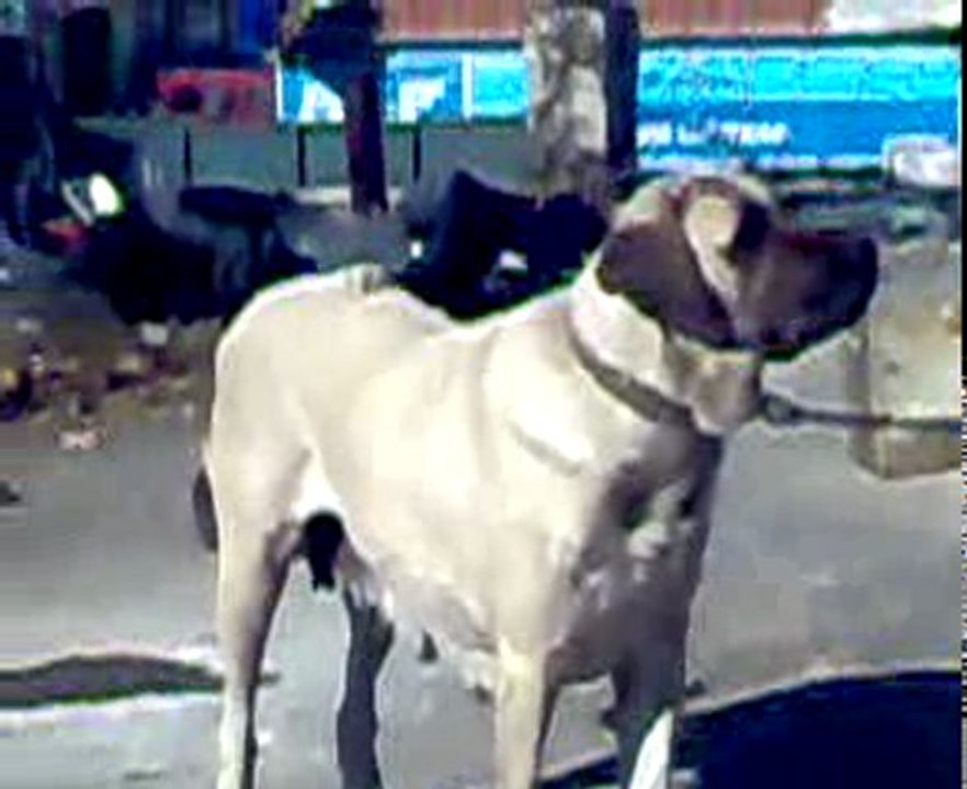 KANGAL KÖPEKLERİM