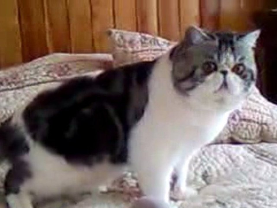 Vidéo0010