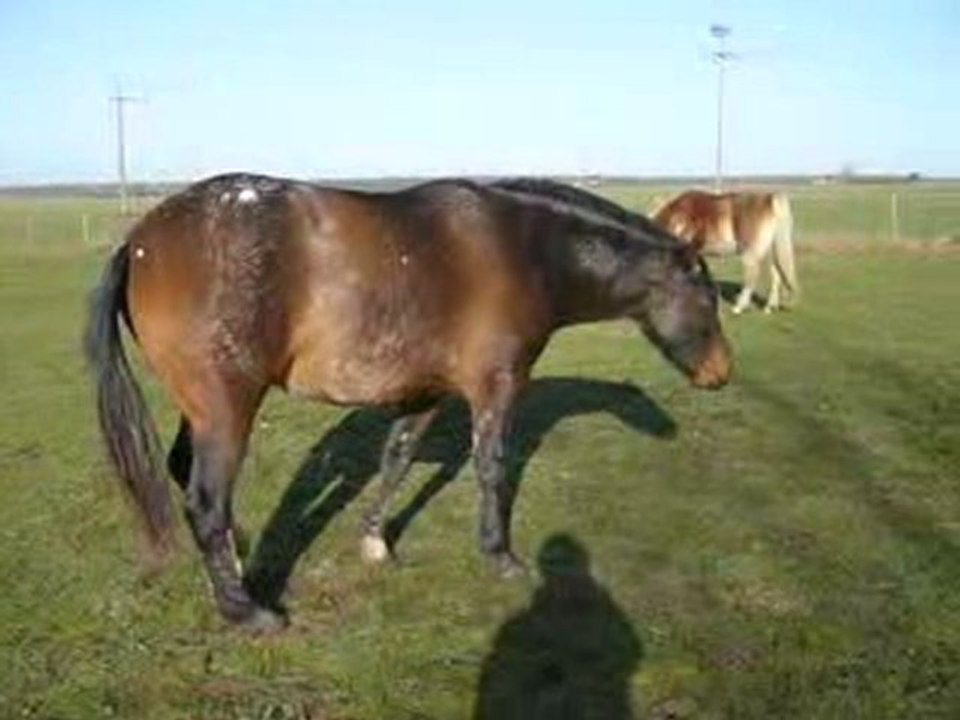 encolure douloureuse2