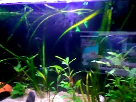 akvaryum lepistes guppy