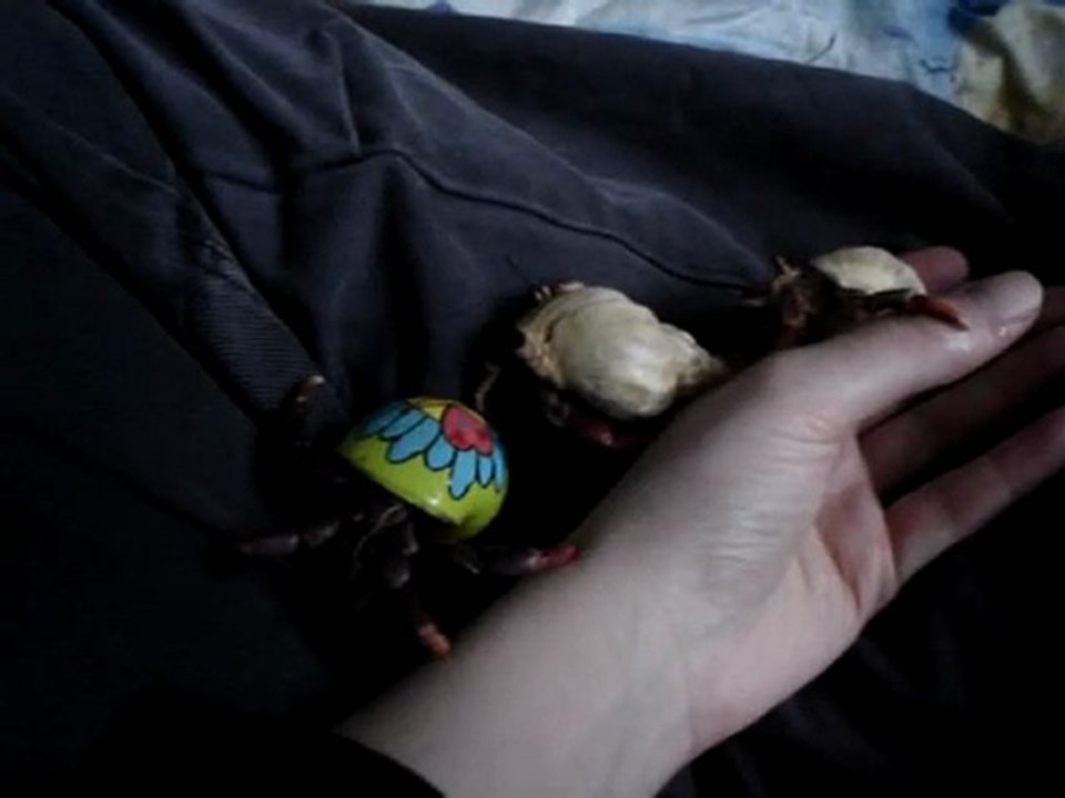 les cocos en vadrouille