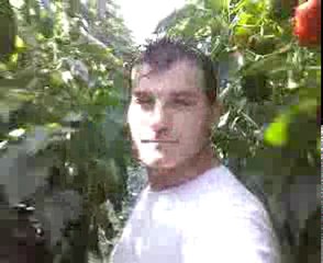 biber bahcesi hollanda no1