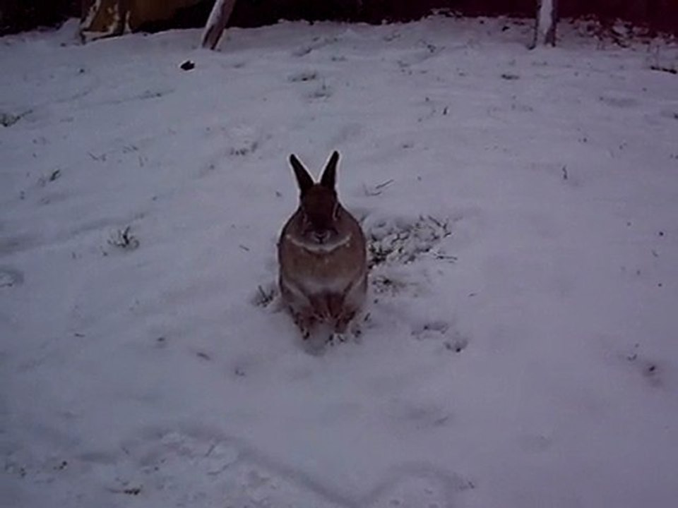 lapin de karine dans la neige