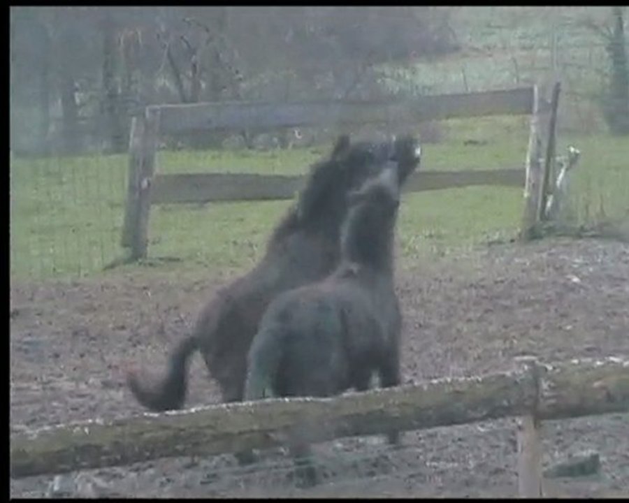 cerise et bisounours
