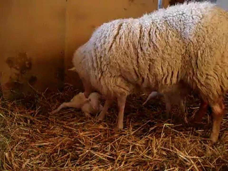Suite naissance