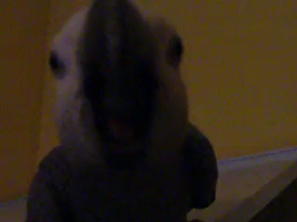 jacko mon gris du gabon