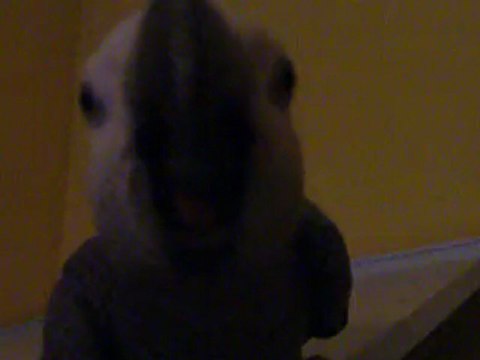 jacko mon gris du gabon