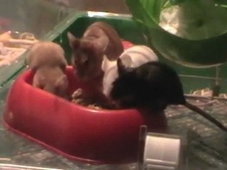 Les petits de Pumpkin à table ~ 2 Janv. 10.