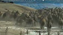 10,000 BC (2008) FULL MOVIE