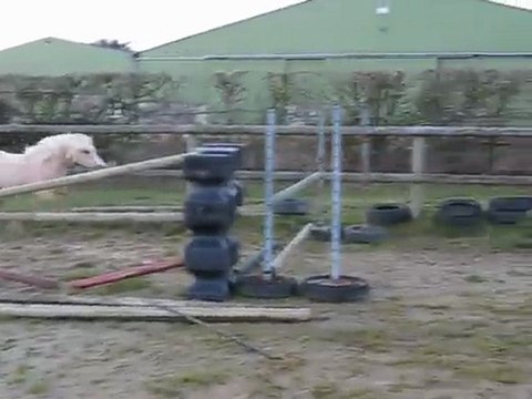 Frisia's Storm King étalon Welsh A