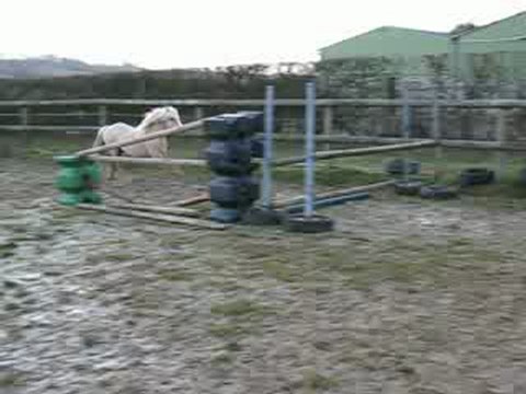 Frisia's Stor King étalon welsh A