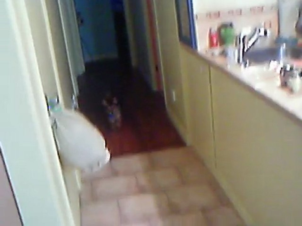 tiloup!! Chez mamiee