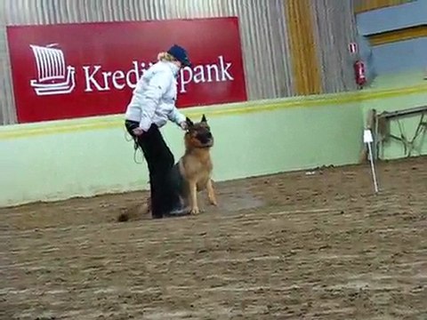 Выставка собак 17.01.10