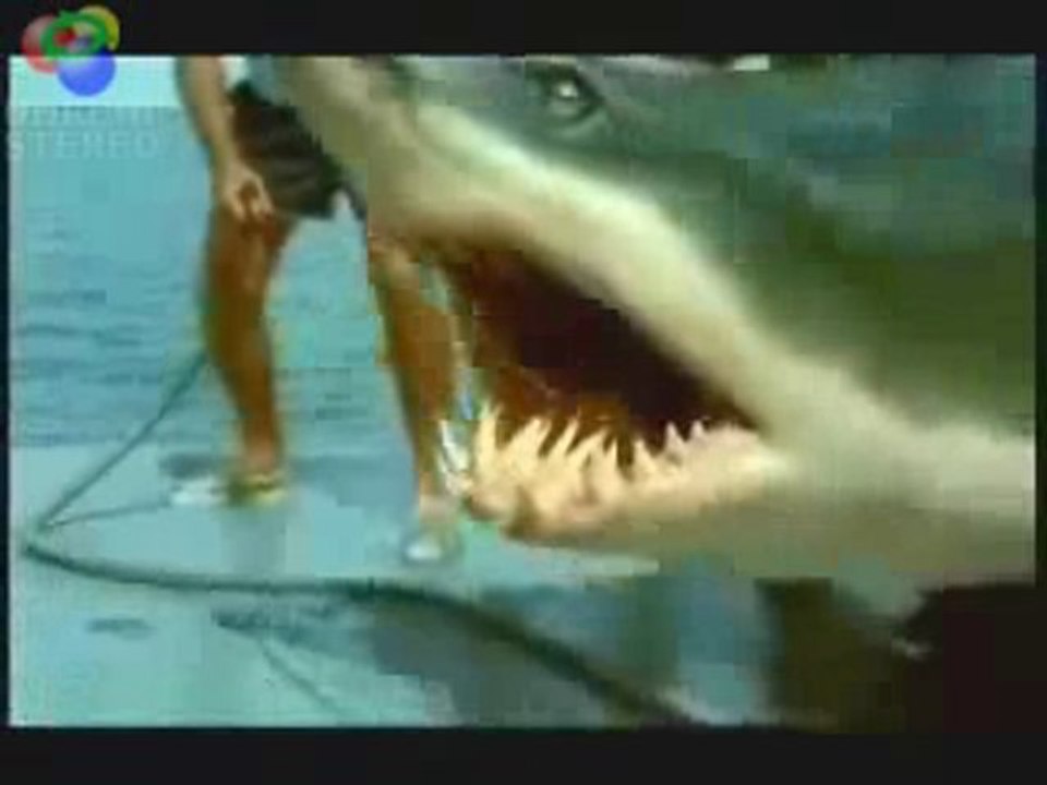 mürsel & jaws