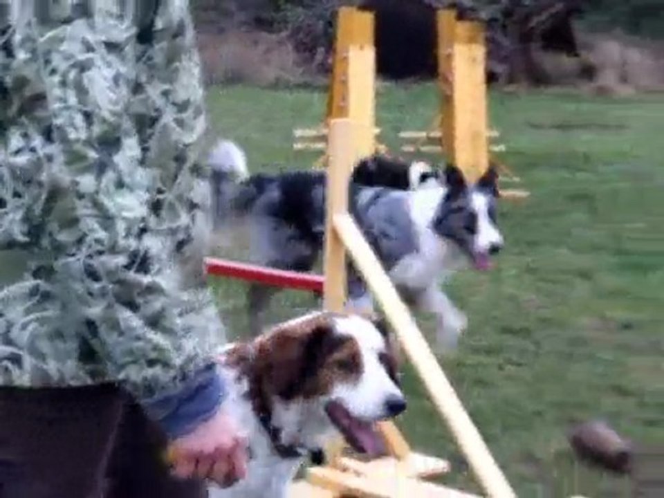 Ewe troupeaute Cartoon - BORDER COLLIE