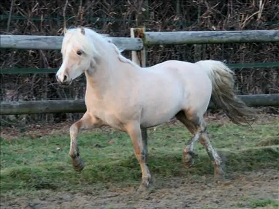 Frisia's Storm King étalon welsh A