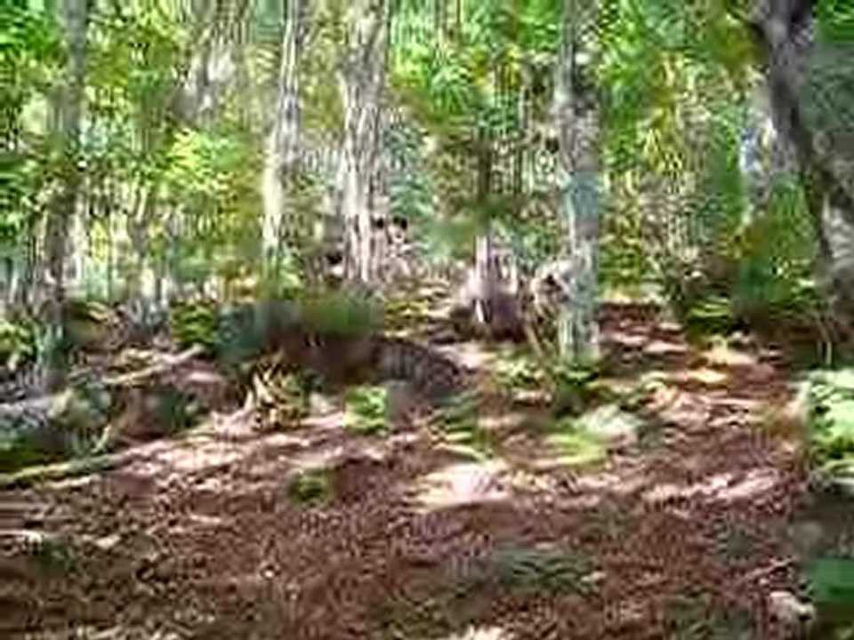 Camp Clan Lourdes2008 : La descente endiablée 2
