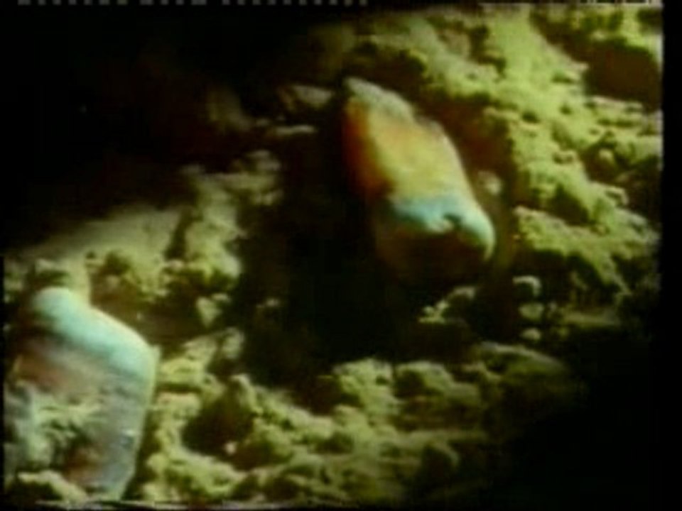 04_Harun Yahya - La Chute Du Darwinisme