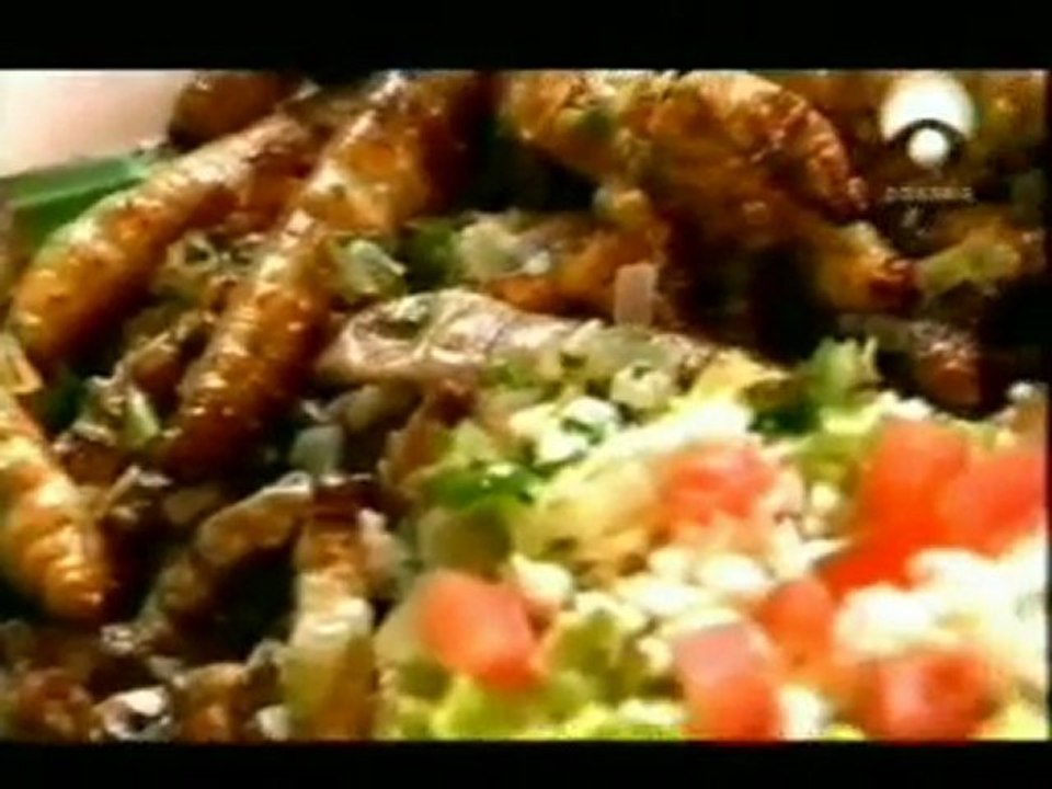 Omnivoros: Comemos de todo