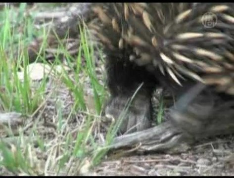 Aussie Zoo: Good News for Endangered Species