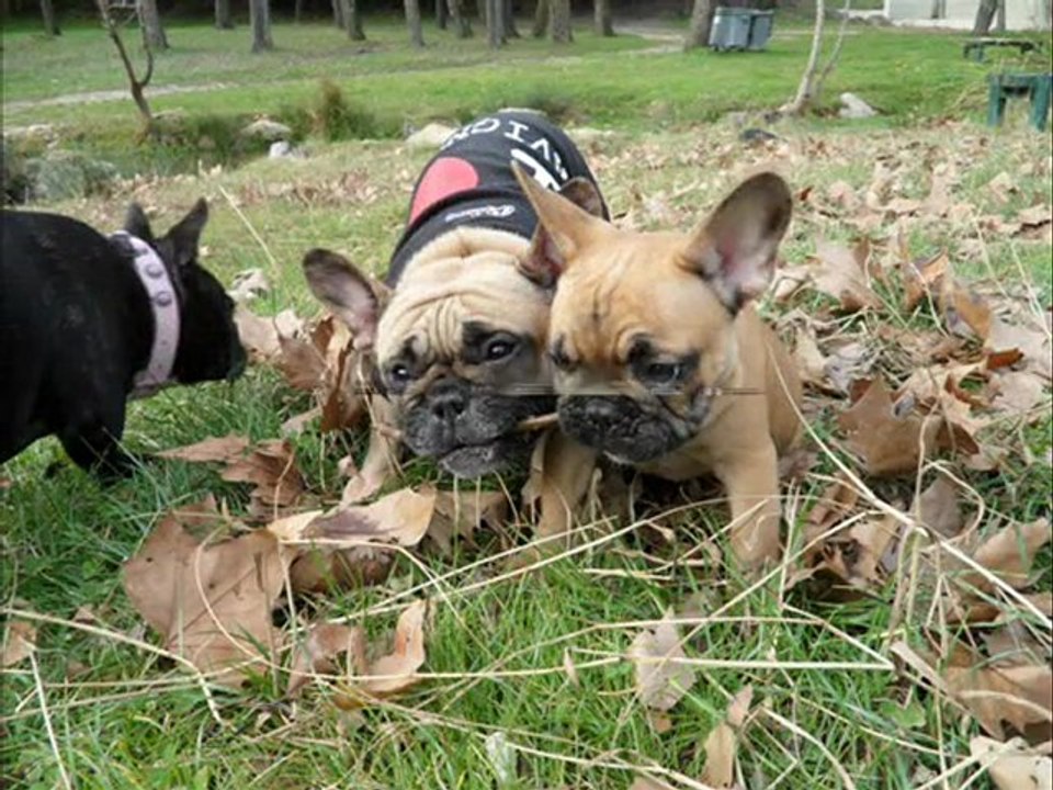 bouledogue rencontre forum vivre bouledogue