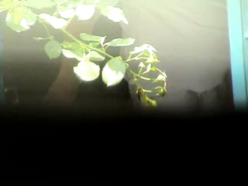 MOV01244