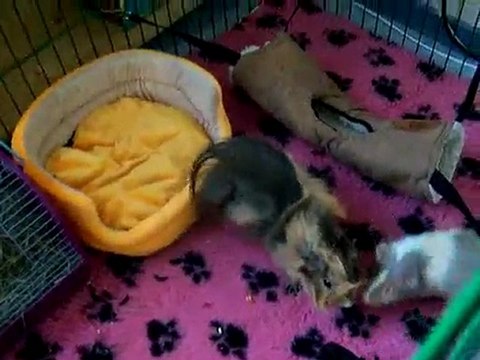 Quinny et Mac-Gee dans l'enclos 18 janvier 2010