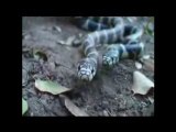 Serpente attacca la telecamera
