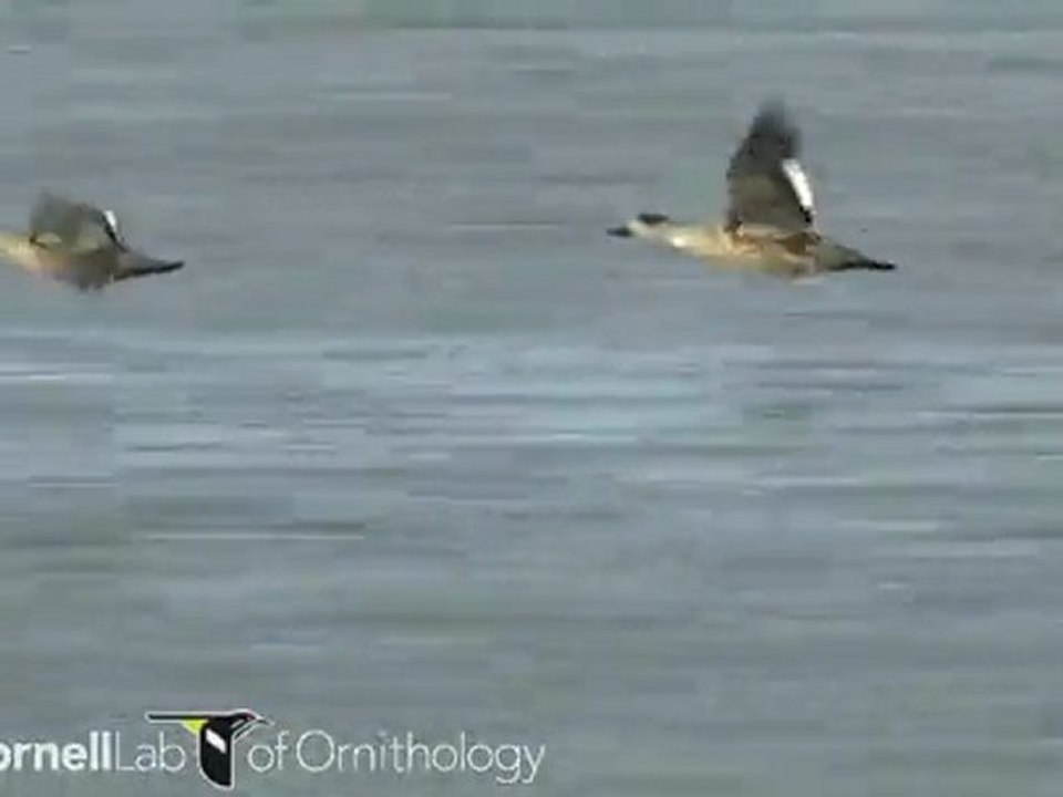 Anas specularioides