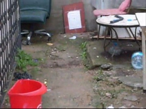 laser scope shooting air rifle fx gladiator 22 cal