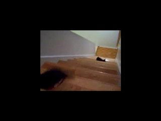 Kitty Falling Down Steps