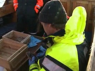 Catching and cooking lobster in Sweden