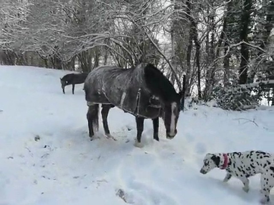 Zouzou et Vaughn dans la neige
