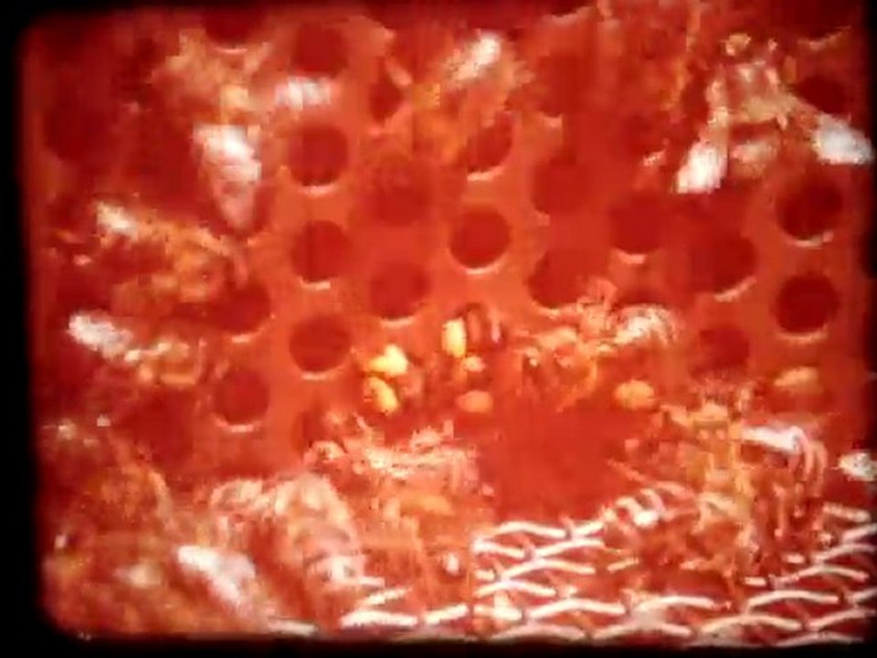 MOV07646