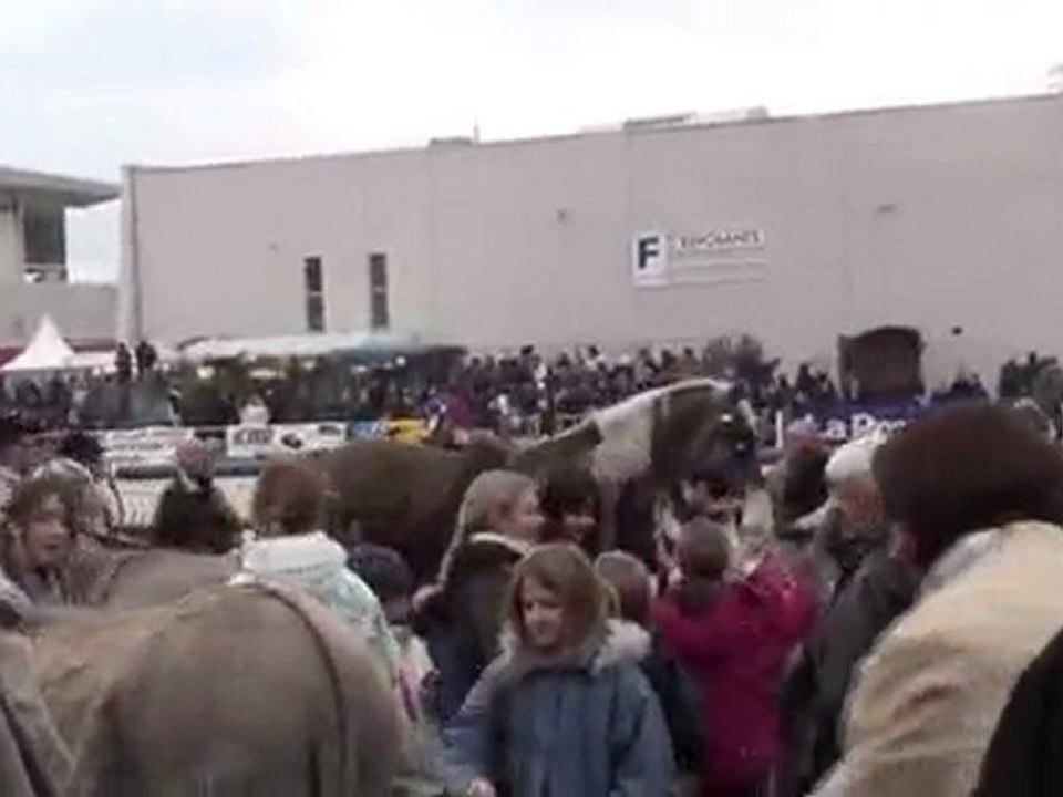 Les ânes de Provence